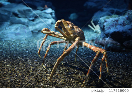 The japan spider king crab or alaska king crab at kaiyukan aquarium , Osaka ,Japaan The japan spider king crab or alaska king crab at kaiyukan aquarium , Osaka ,Japaan 117516000