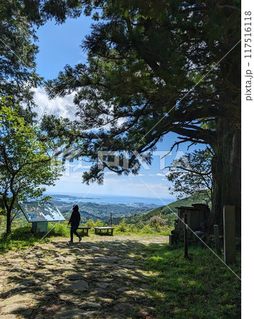 熊野古道　捻木の杉 117516118