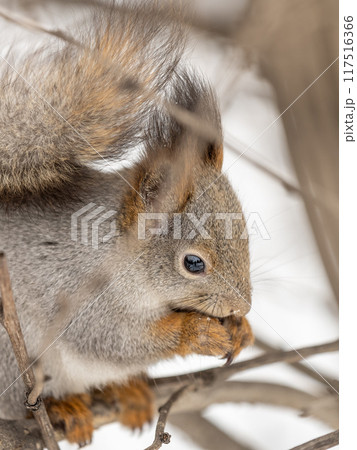 The squirrel with nut sits on tree in the winter or late autumn 117516366