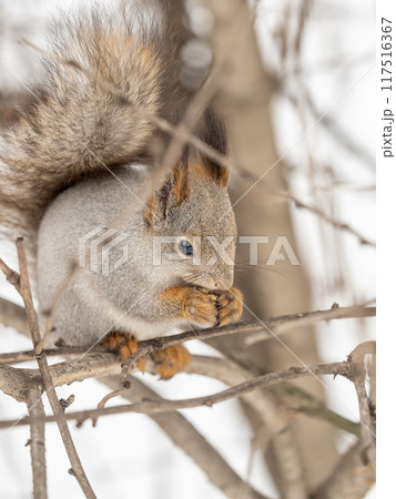 The squirrel with nut sits on tree in the winter or late autumn 117516367