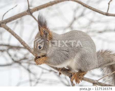 The squirrel with nut sits on tree in the winter or late autumn 117516374