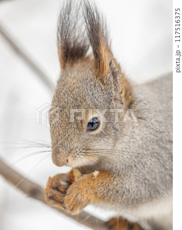 The squirrel with nut sits on tree in the winter or late autumn 117516375