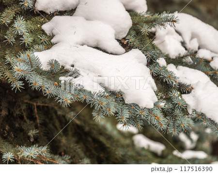 Green fir branches in winter covered with snow 117516390