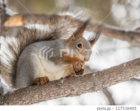 The squirrel with nut sits on tree in the winter or late autumn 117516403