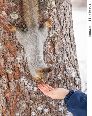 Squirrel eats nuts from a man's hand. Caring for animals in winter or autumn. 117516404