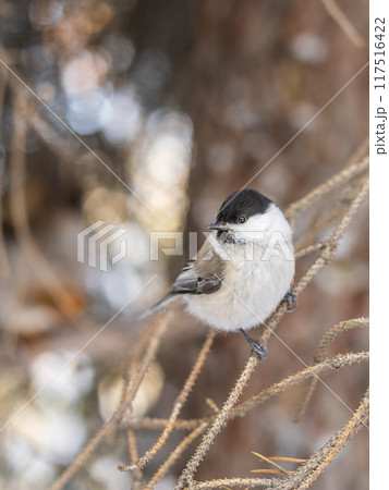 Cute bird the willow tit, song bird sitting on a branch without leaves in the winter. 117516422