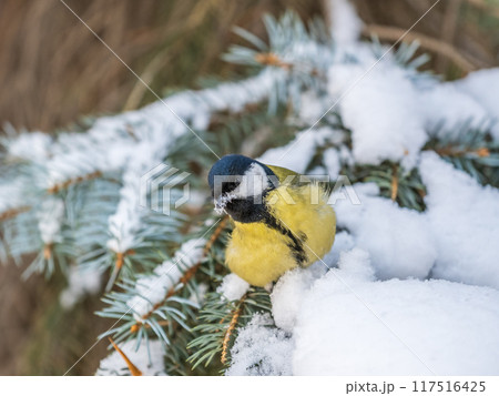 Cute bird Great tit, songbird sitting on the fir branch with snow in winter 117516425