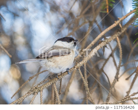 Cute bird the willow tit, song bird sitting on a branch without leaves in the winter. 117516426