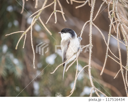 Cute bird the willow tit, song bird sitting on the fir branch with snow in winter Cute bird the willow tit, song bird sitting on the fir branch with snow in winter 117516434