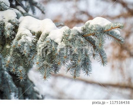Green fir branches in winter covered with snow Green fir branches in winter covered with snow 117516438