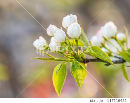 White blossoming apple trees. White apple tree flowers 117516485