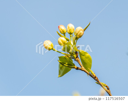 Apple tree branches with white flowers on a background of blue clear sky. 117516507