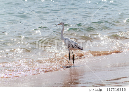 White Western Reef Heron (Egretta gularis) at Sharm el-Sheikh beach, Sinai, Egypt White Western Reef Heron (Egretta gularis) at Sharm el-Sheikh beach, Sinai, Egypt 117516516