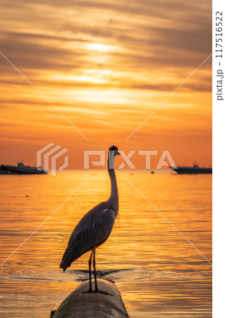 A heron hunting in the sea in the sunset or sunrise light A heron hunting in the sea in the sunset or sunrise light 117516522