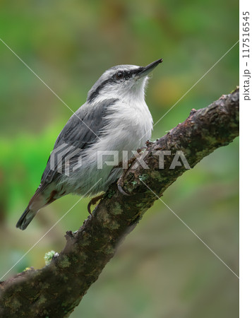 A nuthatch perching on a branch of tree. 117516545