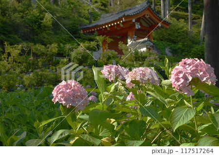 三室戸寺　あじさい園　ピンクの紫陽花 117517264