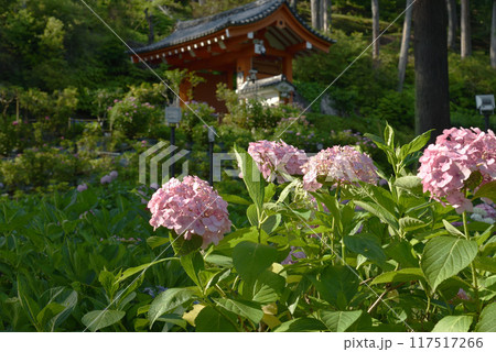 三室戸寺　あじさい園　ピンクの紫陽花 117517266
