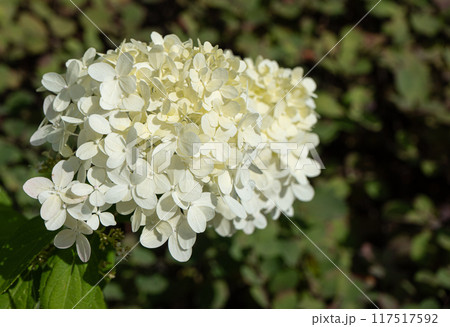 Summer hydrangea flower. White hydrangea flower on a background green leaves out of focus and bokeh Summer hydrangea flower. White hydrangea flower on a background green leaves out of focus and bokeh 117517592