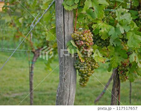 Ripe wine grapes hanging on vine in grape leaves. Close-up bunch of white green grape growing in vineyard. Autumn harvest of grapes. Grapes cultivation for the production of wine Ripe wine grapes hanging on vine in grape leaves. Close-up bunch of white green grape growing in vineyard. Autumn harvest of grapes. Grapes cultivation for the production of wine 117517657