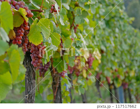Ripe wine grapes hanging on vine in grape leaves. Close-up bunch of red blue grape growing in vineyard. Autumn harvest of grapes. Grapes cultivation for the production of wine Ripe wine grapes hanging on vine in grape leaves. Close-up bunch of red blue grape growing in vineyard. Autumn harvest of grapes. Grapes cultivation for the production of wine 117517662