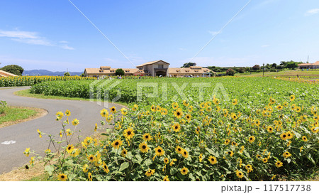 ソレイユの丘の夏（向日葵畑とか） 117517738