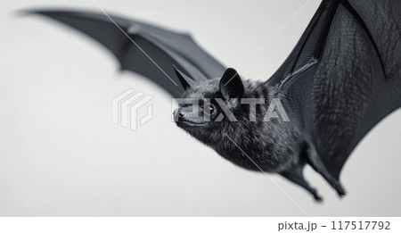 A bat flying against a soft gray background during early morning light 117517792