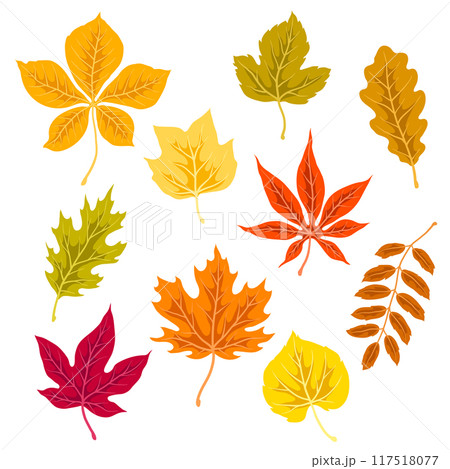 Set of autumn leaves. Illustration of various foliage. Set of autumn leaves. Illustration of various foliage. 117518077