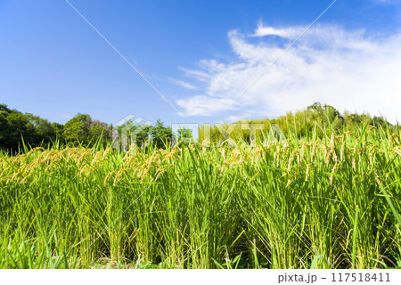 収穫前の田舎の田んぼ 117518411