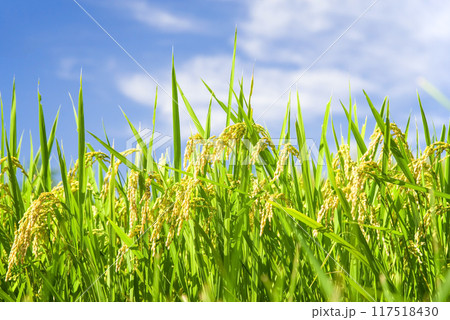 収穫前の稲穂と爽やかな青空 117518430