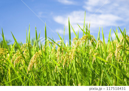 収穫前の稲穂と爽やかな青空 117518431