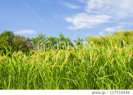 収穫前の稲穂と爽やかな青空 収穫前の稲穂と爽やかな青空 117518436