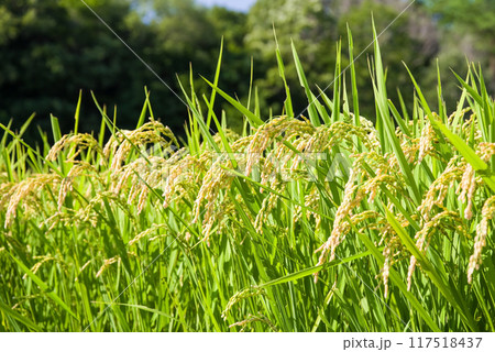 たわわに実った収穫前の稲穂 たわわに実った収穫前の稲穂 117518437
