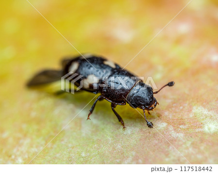 Four-spotted Sap Beetle on apple skin 117518442