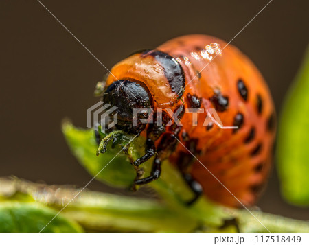 Colorado potato beetle larva on potato plant Colorado potato beetle larva on potato plant 117518449