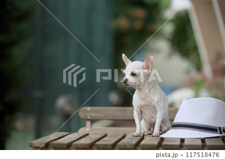 Beautiful portrait of a small Chihuahua dog, with a little depth of field, sitting on a table next to a summer straw hat Beautiful portrait of a small Chihuahua dog, with a little depth of field, sitting on a table next to a summer straw hat 117518476