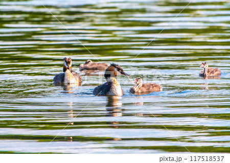 The waterfowl bird, great crested grebe with chick, swimming in the lake. The waterfowl bird, great crested grebe with chick, swimming in the lake. 117518537