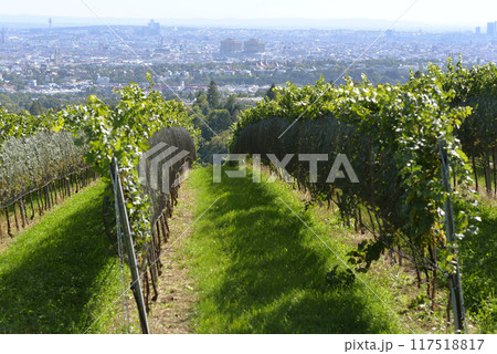 Vineyard rows during harvest season against the backdrop of the city Vienna panorama. Grapes cultivation for the production of wine in vineyards in Vienna, Kahlenberg mountain 117518817