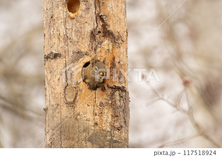 Cute American red squirrel is resting in the hole in the trunk of the tree in early spring forest. 117518924