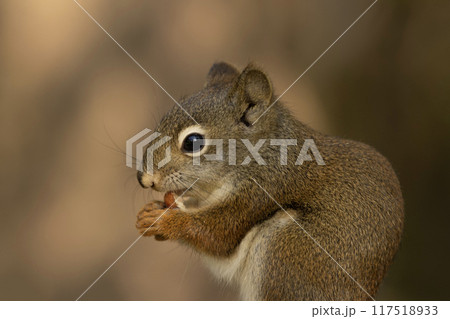 Close-up of a little American red squirrel eating a peanut in the summer garden. Close-up of a little American red squirrel eating a peanut in the summer garden. 117518933