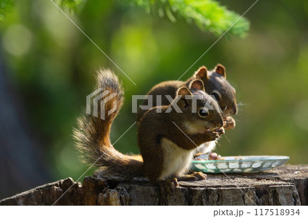 Mother and a baby of American red squirrel are sitting on the stump and eating peanuts at the feeder in the park in summer. 117518934