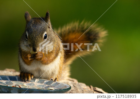 Little American red squirrel is sitting on the stump and eating peanuts from the feeder in the garden in summer. 117518935