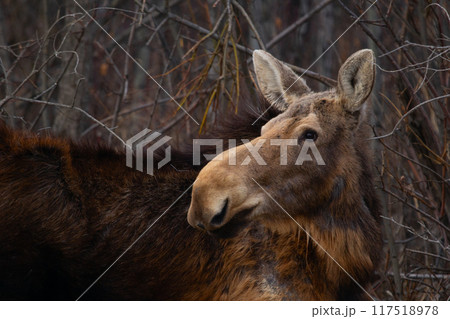 Portrait of female moose standing in the forest of bare trees and bushes, dry grass in early spring. Molted fur. 117518978