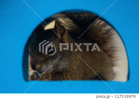 Cute American red squirrel is sitting in a blue birdfeeder and eating seeds looking through the window. 117518979