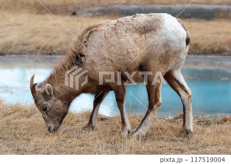 Young male Bighorn with little horns is grazing in dry grass meadow near the lake in early spring. Young male Bighorn with little horns is grazing in dry grass meadow near the lake in early spring. 117519004
