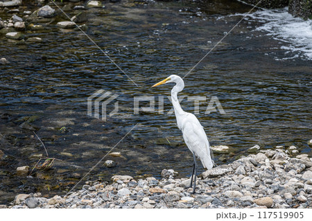 鴨川のシラサギ（ダイサギ） 117519905