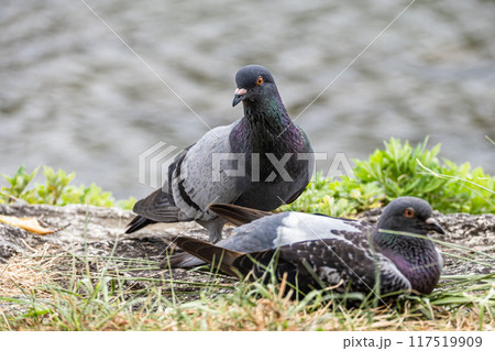 ハト ハト 117519909