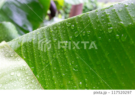 Close-up of fresh green leaf with raindrops, capturing the essence of a tropical rainforest 117520297