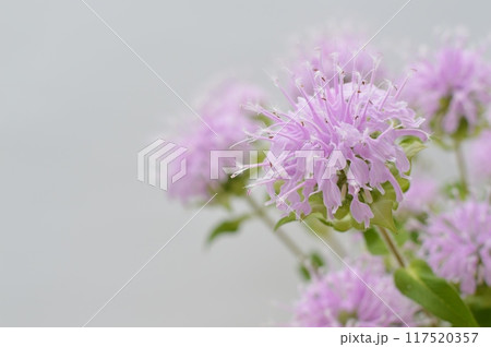 ピンク色のモナルダの花 ピンク色のモナルダの花 117520357