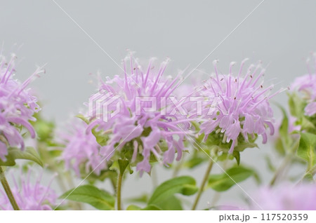 ピンク色のモナルダの花　　 117520359