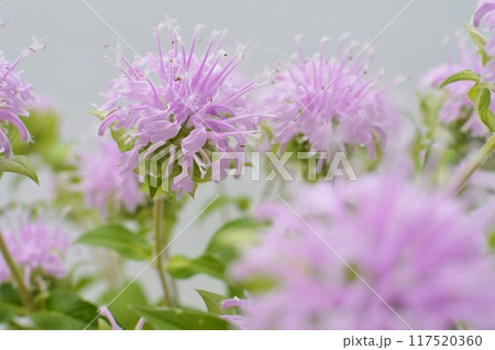 ピンク色のモナルダの花　　 117520360